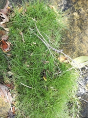 Zoysia pacifica