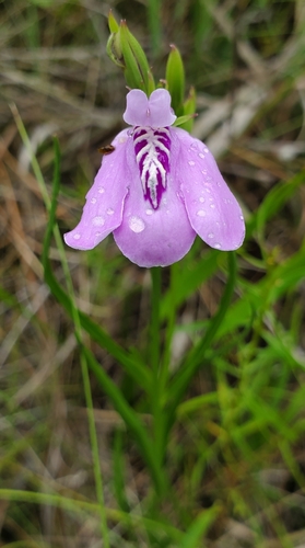 Image of Justicia crassifolia by (c) Laura Gaudette, some rights reserved (CC BY)
