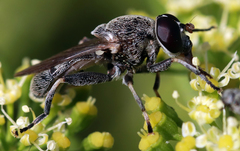 Myolepta aurinota