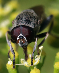 Myolepta aurinota
