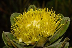 Xanthostemon ferrugineus