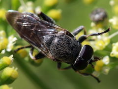Myolepta aurinota