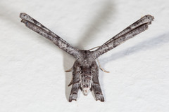 Phazaca interrupta