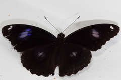 Hypolimnas bolina nerina