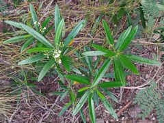 Rauvolfia semperflorens