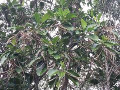 Alstonia balansae