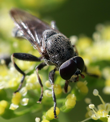 Myolepta aurinota