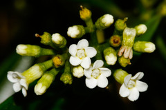Rauvolfia semperflorens
