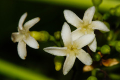 Alstonia balansae
