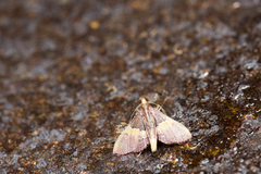 Endotricha olivacealis