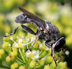 Myolepta aurinota