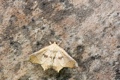 Semiothisops macariata