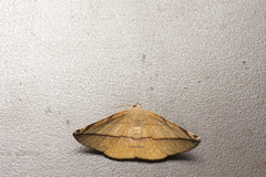 Pseudomiza obliquaria