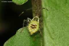 Dasynini