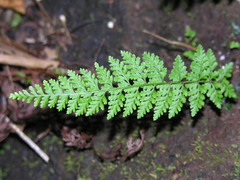 Cystopteris diaphana
