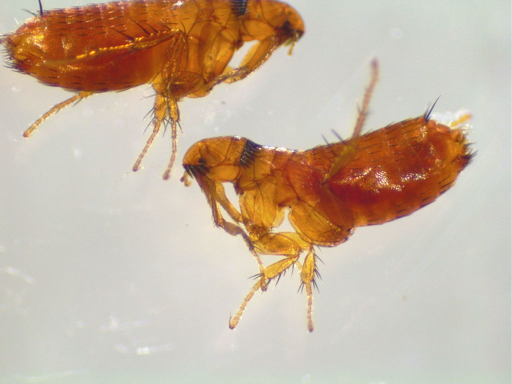 Ctenophthalmidae