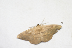 Chorodna ochreimacula