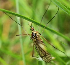 Nephrotoma appendiculata