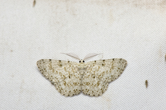 Catoria sublavaria