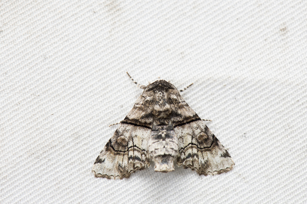 Aplotelia diplographa