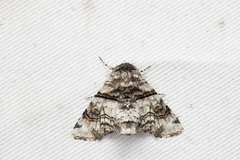 Aplotelia diplographa
