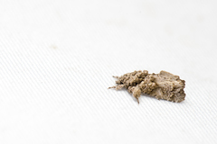 Callopistria guttulalis