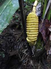 Cyclanthus bipartitus