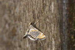 Nymphicula yoshiyasui