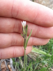 Silene involucrata