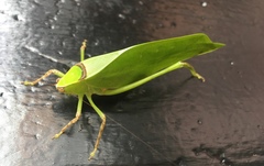 Stilpnochlora thoracica