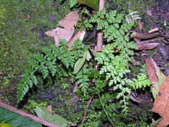 Cystopteris diaphana