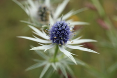 Eryngium heterophyllum