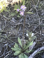 Primula incana