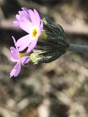 Primula incana