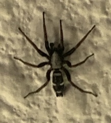 Sergiolus columbianus