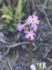 Primula incana