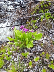 Primula frigida