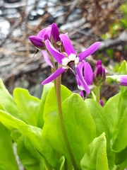 Primula frigida
