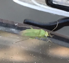 Orthotylus