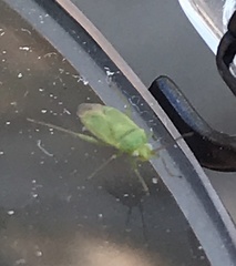 Orthotylus