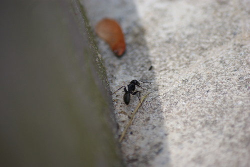 photo of Eastern Black Carpenter Ant (Camponotus pennsylvanicus)