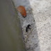 photo of Eastern Black Carpenter Ant (Camponotus pennsylvanicus)