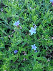 Glandora prostrata