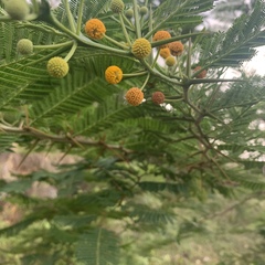 Acacia torulosa