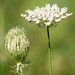 Wild Carrot - Photo (c) Nancy Lasiter, some rights reserved (CC BY-NC), uploaded by Nancy Lasiter