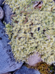 Bryopsida