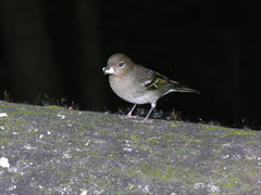 Fringilla coelebs palmae