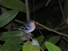 Fringilla coelebs palmae