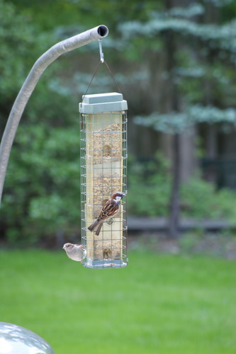 photo of House Sparrow (Passer domesticus)