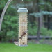 photo of House Sparrow (Passer domesticus)